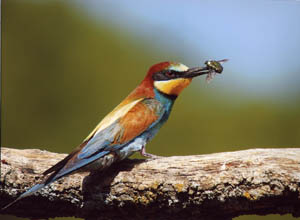 guêpier et cétoine