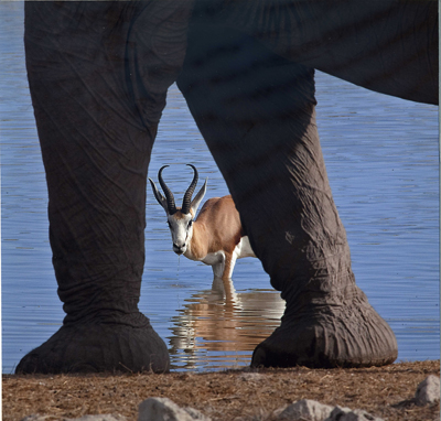 méfiance du springbock