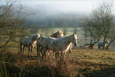 le marais de St Wandrille