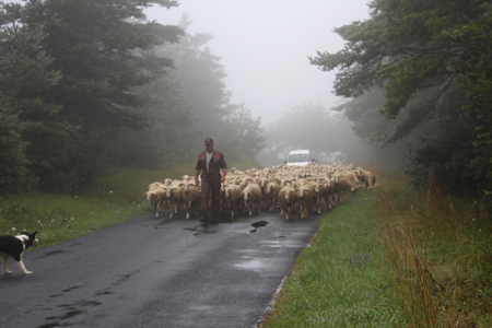 transhumance